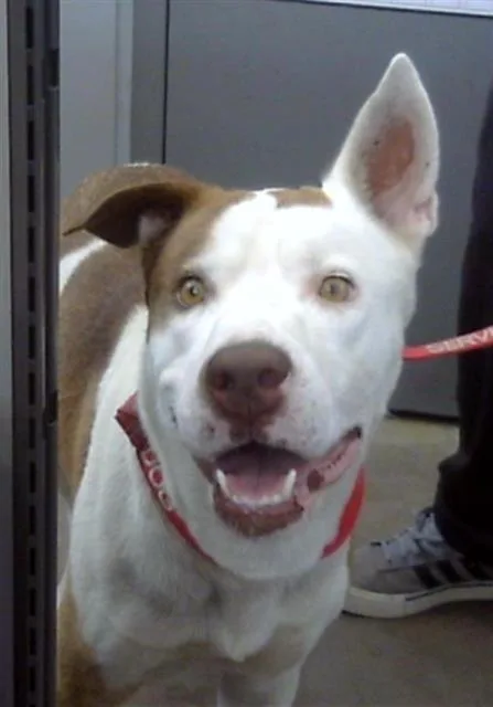 A young large-sized male Mixed Breed dog named Kobe for adoption in Dallas, TX