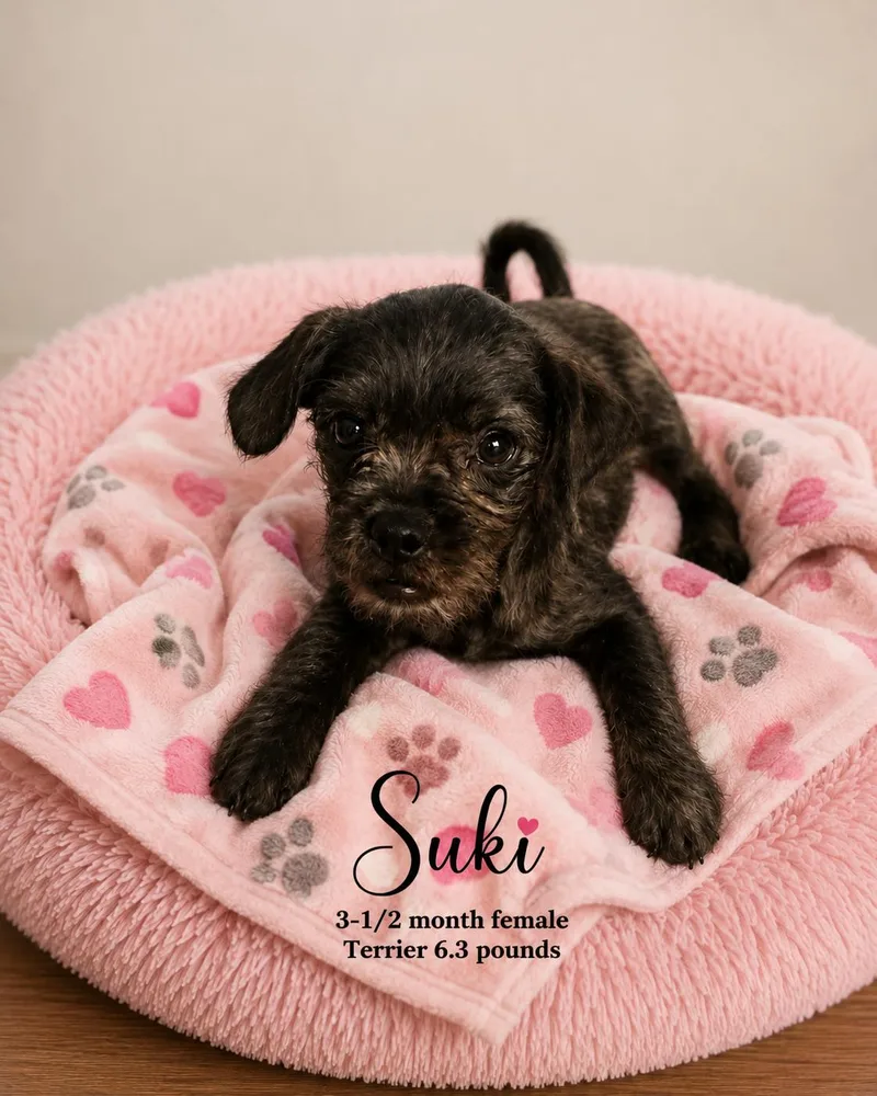 Suki  Month Female thumbnail 2