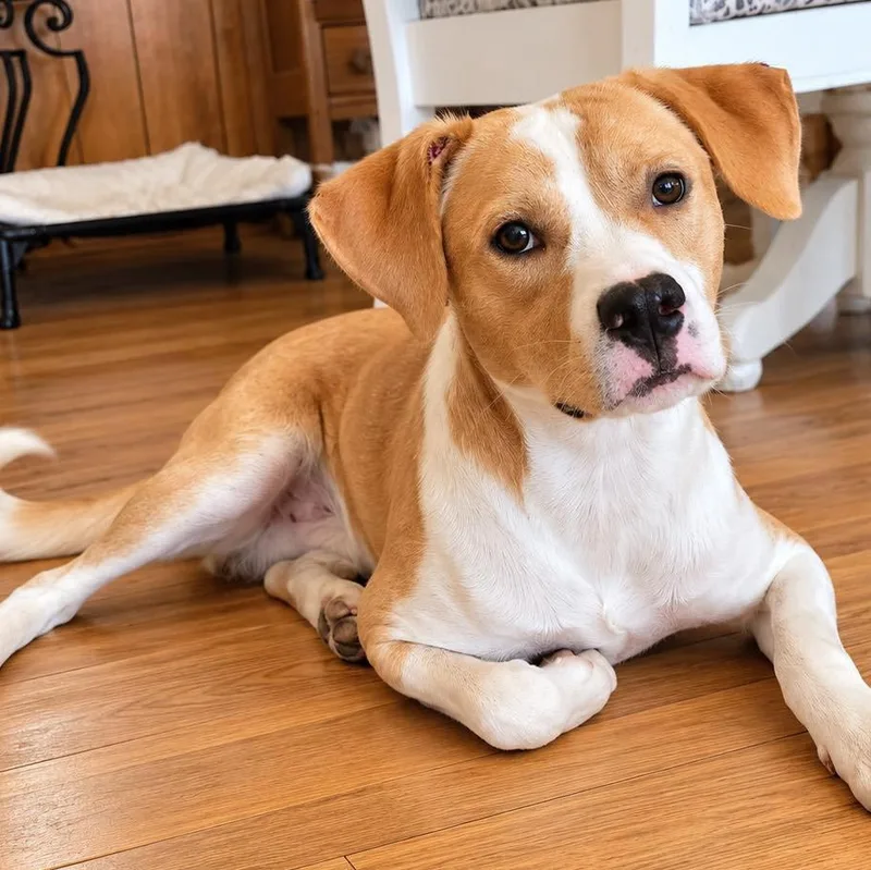 An adult medium-sized male Labrador Retriever dog named Duncan for adoption in Grand Bay, AL