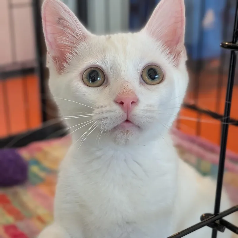 A baby small-sized male Gray / Blue / Silver Domestic Short Hair cat named Dexter for adoption in Bentonville, AR