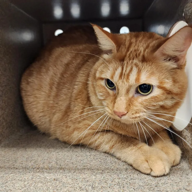 A senior extra large-sized male Orange / Red Domestic Short Hair cat named Max for adoption in Evensville, TN