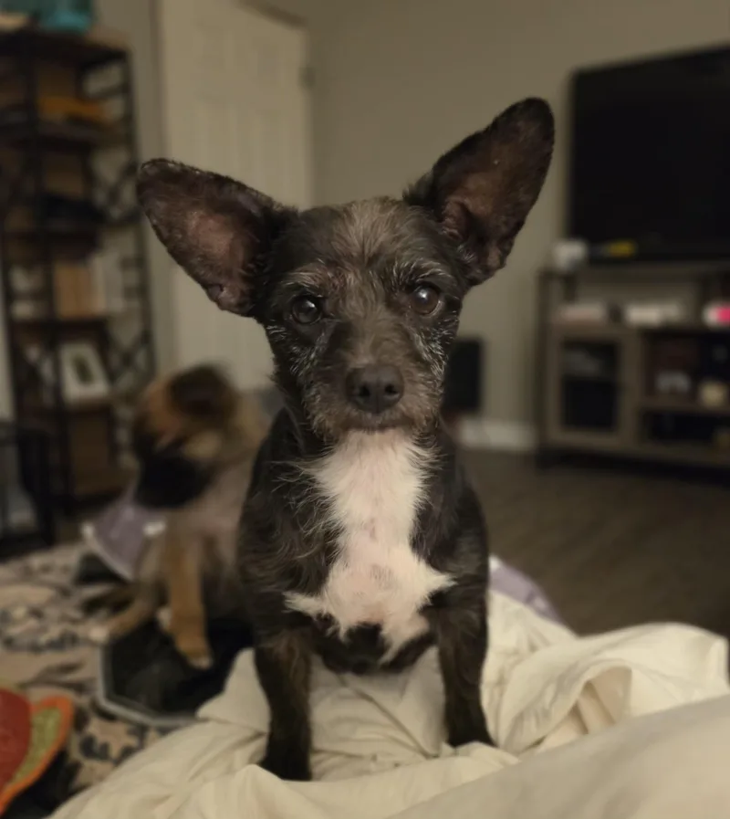 Zuzu