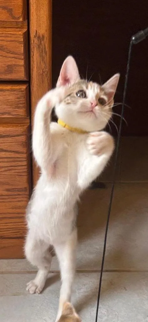 A baby small-sized female Domestic Short Hair cat named Thora for adoption in New Braunfels, TX