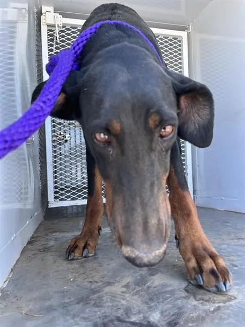 An adult large-sized female Doberman Pinscher dog named Paola for adoption in Bakersfield, CA