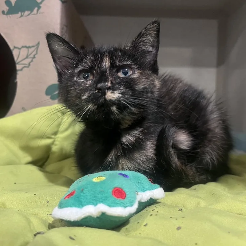 A baby small-sized female Domestic Short Hair cat named Molly the Mollusk for adoption in Durham, NC