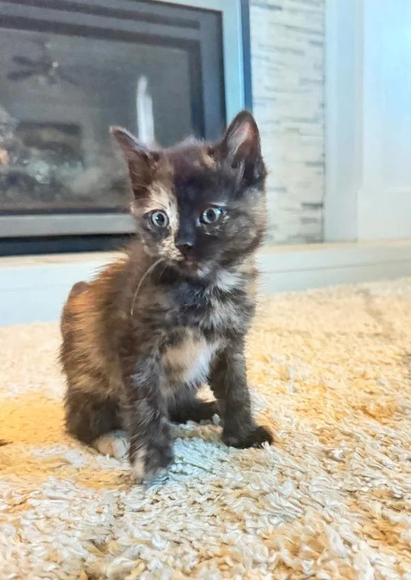 A baby small-sized female Domestic Short Hair cat named Priscilla for adoption in Salt Lake City, UT