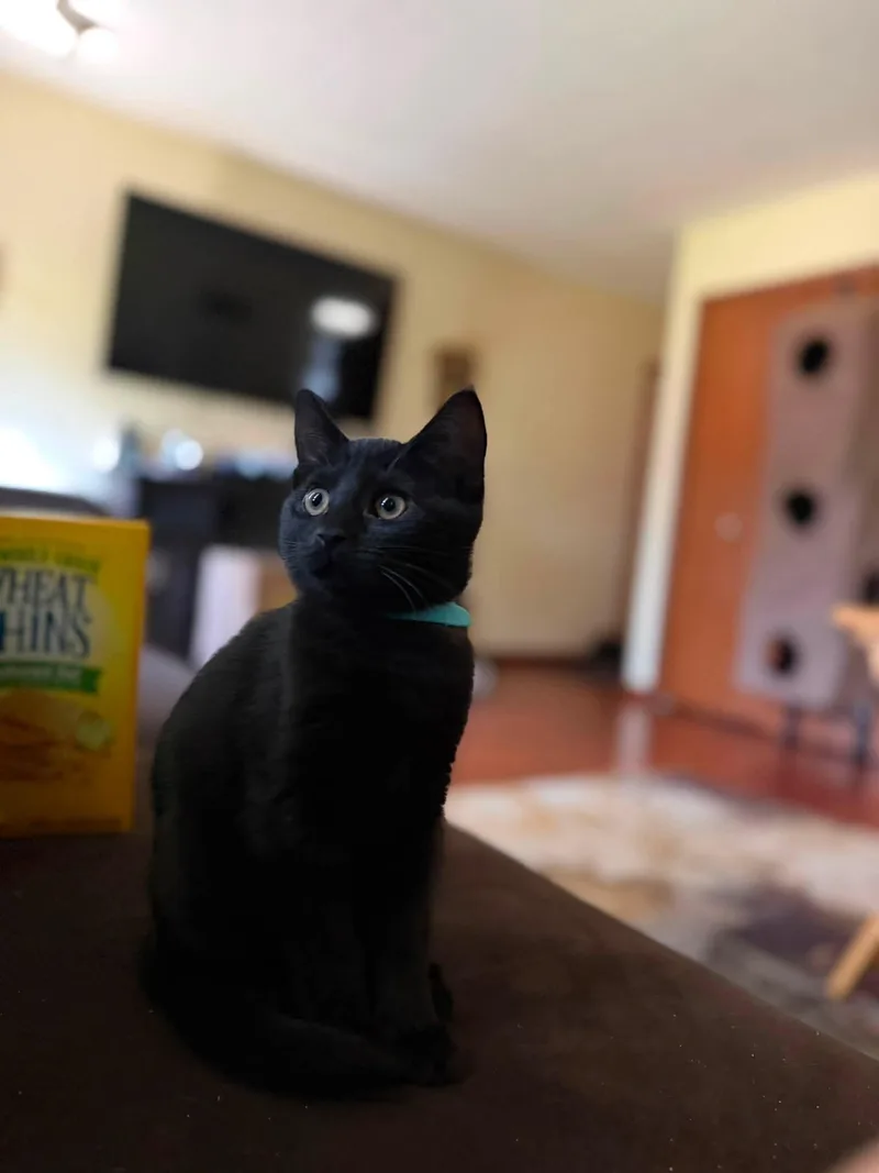 A baby medium-sized female Black Domestic Short Hair cat named Birgitta for adoption in Cleveland, OH