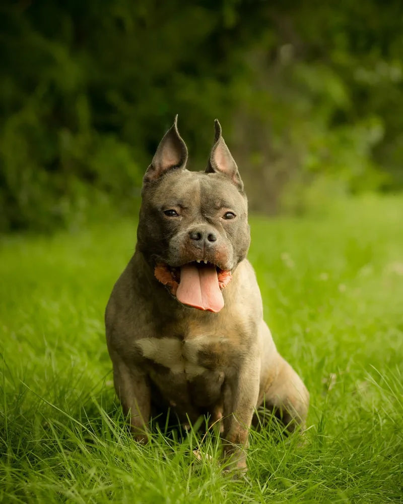 An adult medium-sized male Brindle American Bully dog named Frito for adoption in Bridgeport, CT