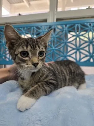A baby medium-sized male Domestic Short Hair cat named Kodiak for adoption in Savannah, GA