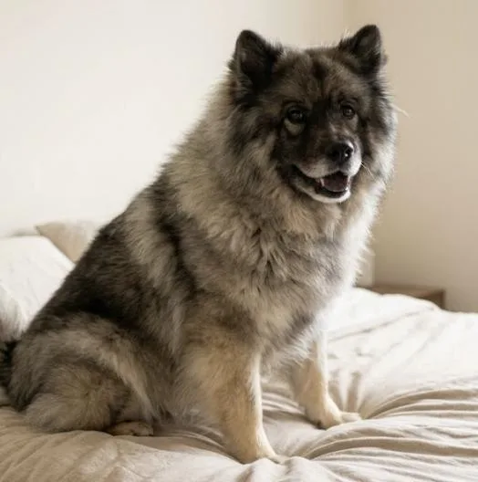 An adult large-sized male Tricolor (Brown, Black, & White) Chinese Foo Dog dog named Ryu for adoption