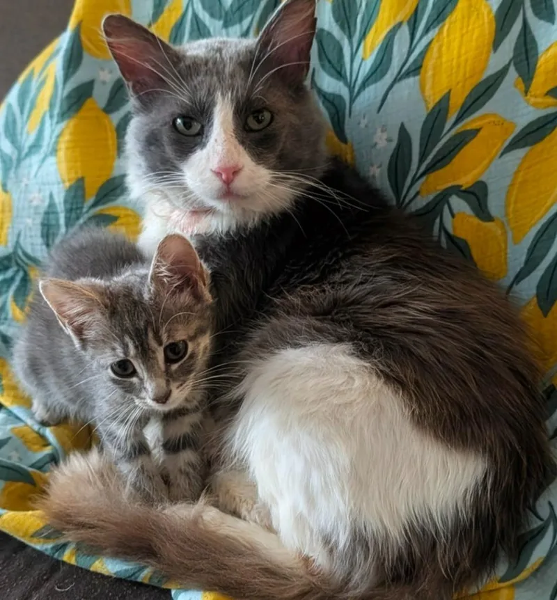 A senior medium-sized male Domestic Medium Hair cat named Dwayne for adoption in Grovetown, GA
