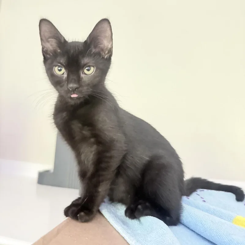 A baby small-sized male Black Domestic Short Hair cat named Spider for adoption in Philadelphia, PA