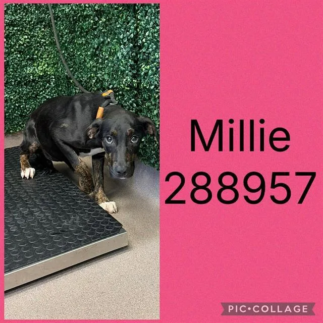 A young small-sized female Mixed Breed dog named Millie for adoption in Macon, GA