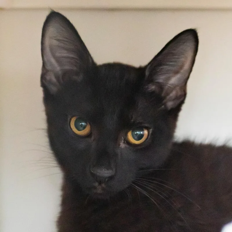 A baby small-sized male Black Domestic Short Hair cat named Marmite for adoption in Middletown, RI