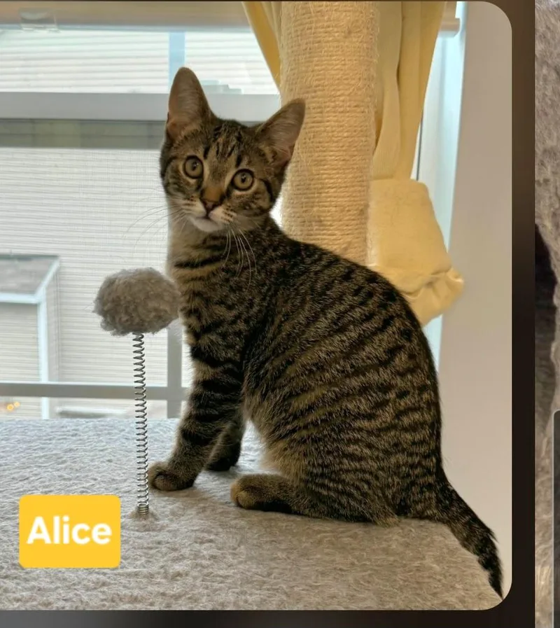 A baby small-sized female Tabby (Brown / Chocolate) Tabby cat named Alice for adoption in Brighton, MI