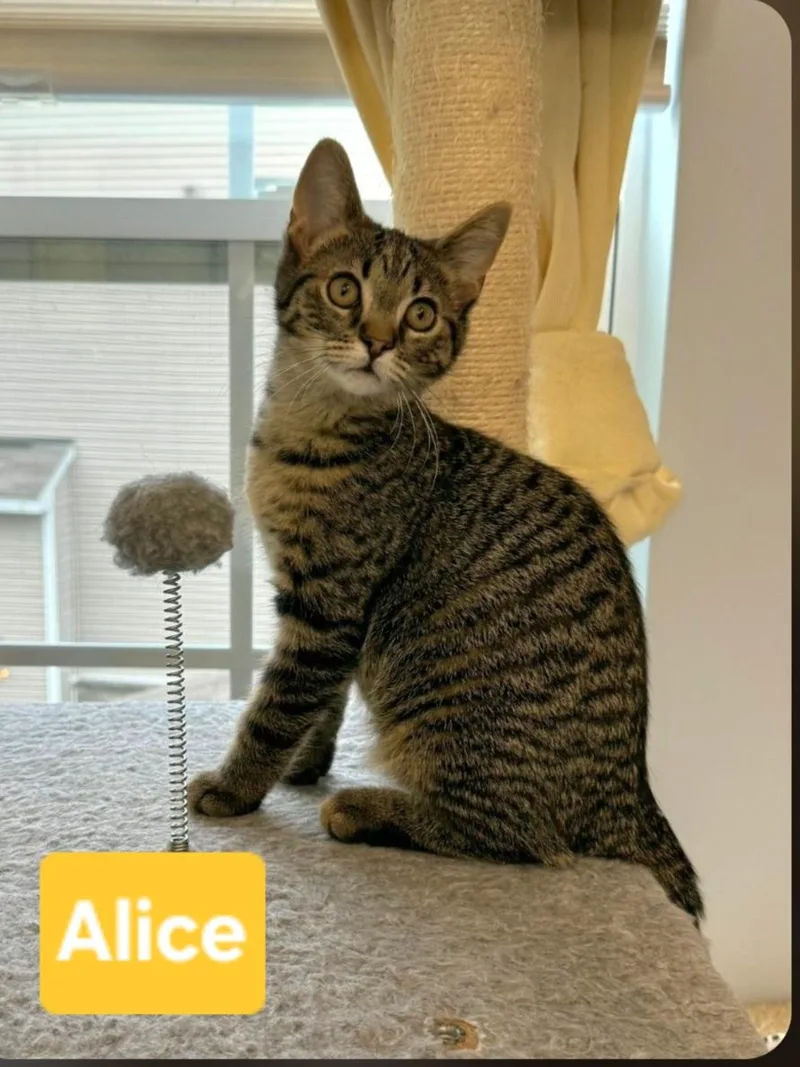 Alice thumbnail 3