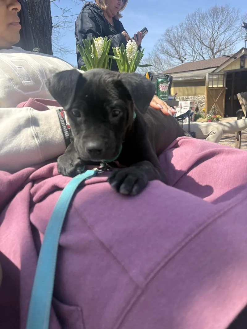 A baby medium-sized male Mixed Breed dog named Lars for adoption in Holbrook, NY