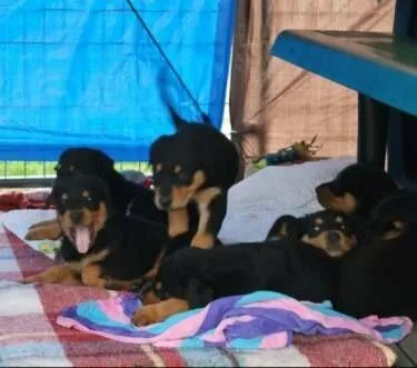 Puppy thumbnail 2