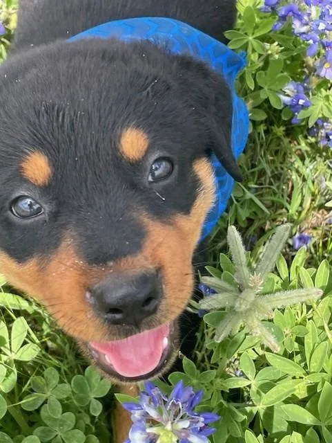 Puppy thumbnail 5