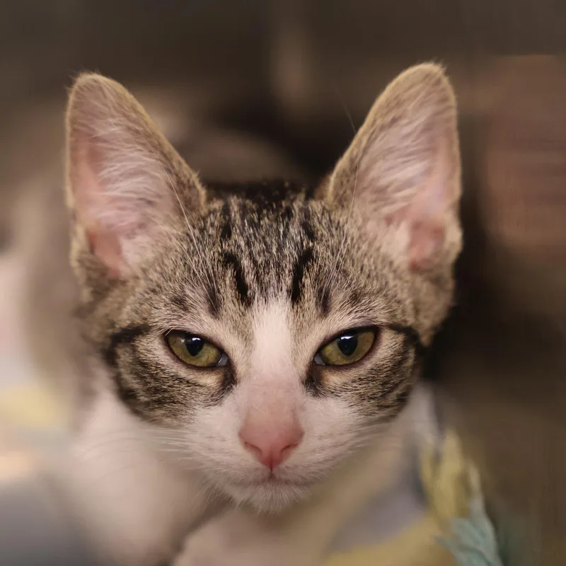 A baby small-sized female Brown / Chocolate Domestic Short Hair cat named Tofu for adoption in Briarcliff Manor, NY