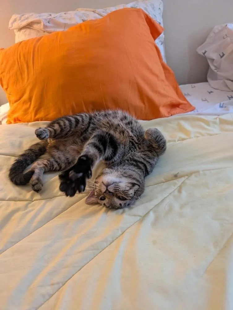 A young small-sized male Gray / Blue / Silver Domestic Short Hair cat named Ct for adoption in Chicago, IL