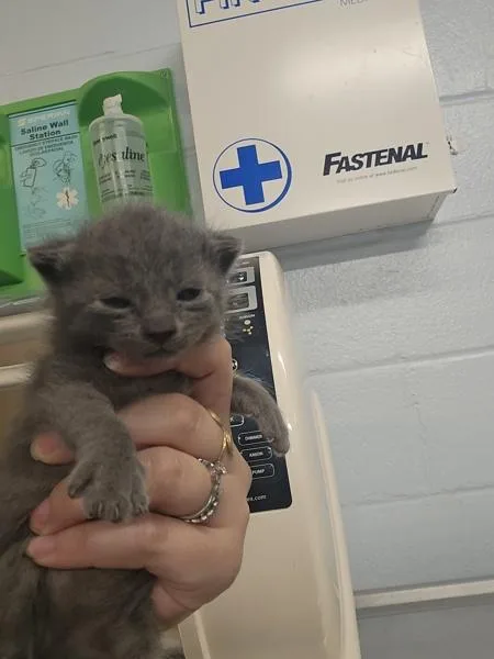A baby small-sized male Domestic Short Hair cat named Clock for adoption in Millersville, MD