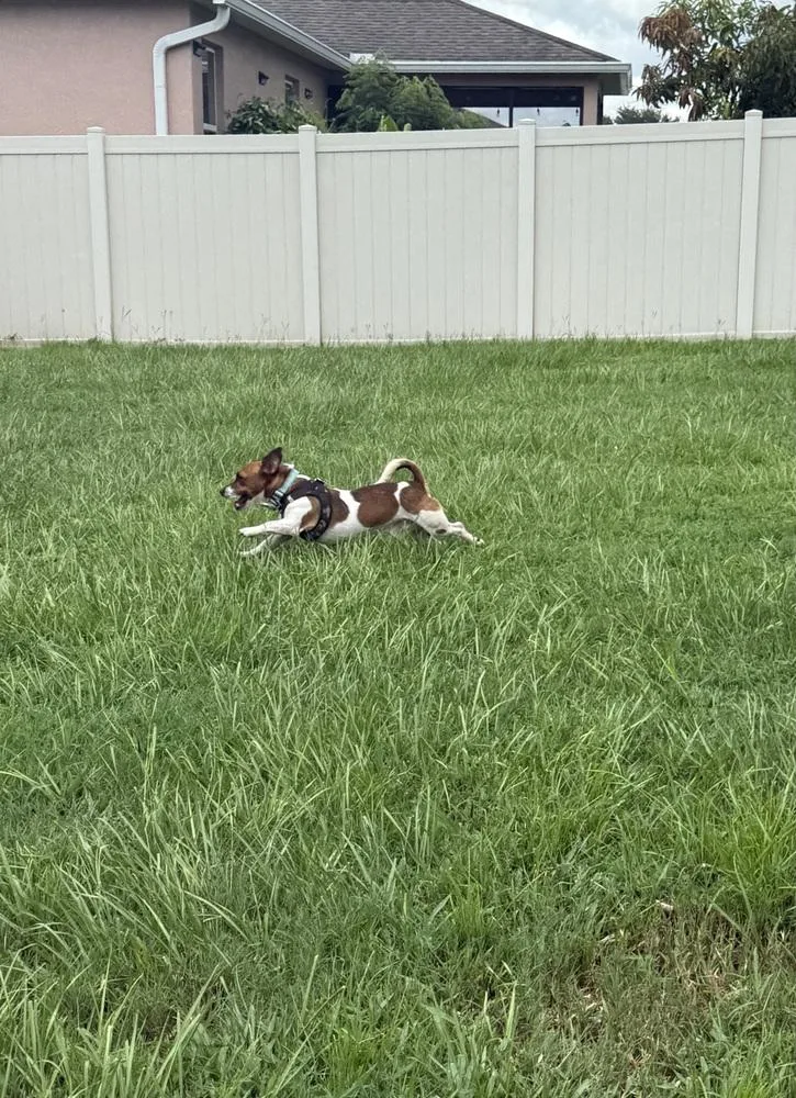 An adult small-sized male Tricolor (Brown, Black, & White) Jack Russell Terrier dog named Ranger for adoption in Lakeland, FL