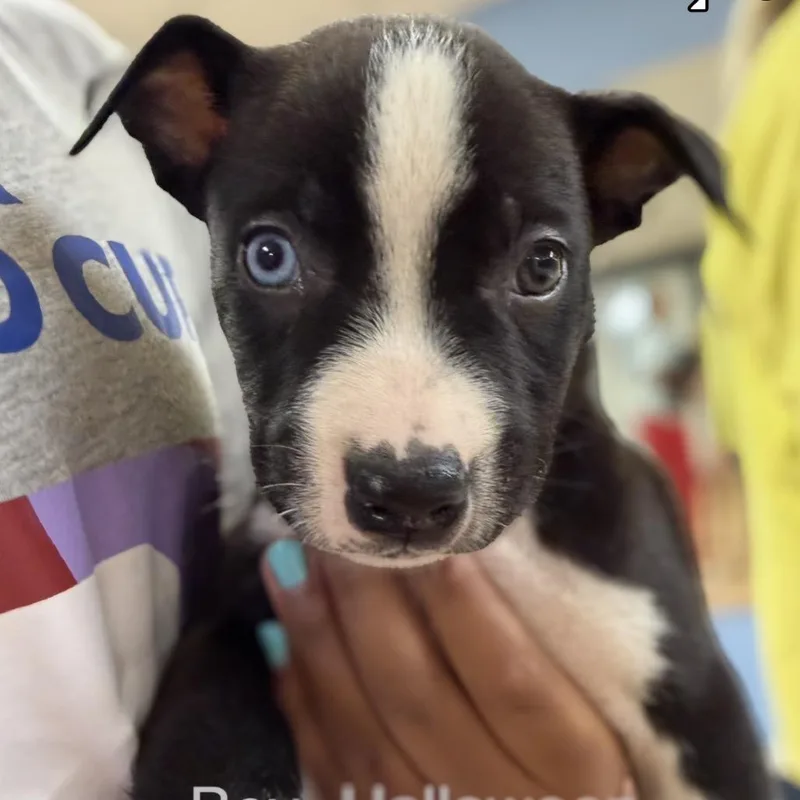 Oreo