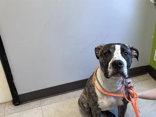 A young large-sized male Pit Bull Terrier dog named Kino for adoption in Kent, WA