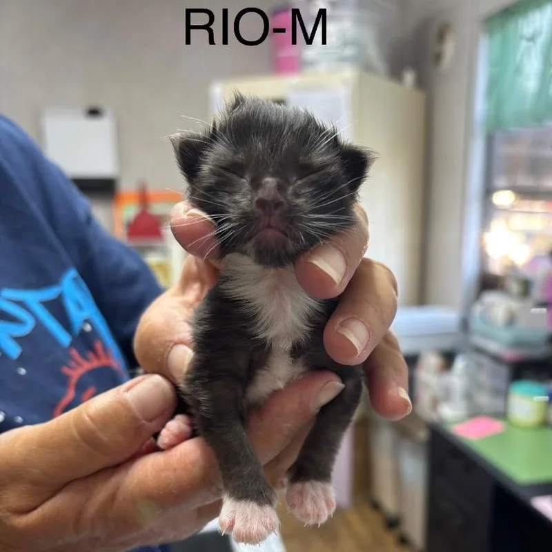 A baby small-sized male Black Siamese cat named Rio for adoption in Hinesville, GA