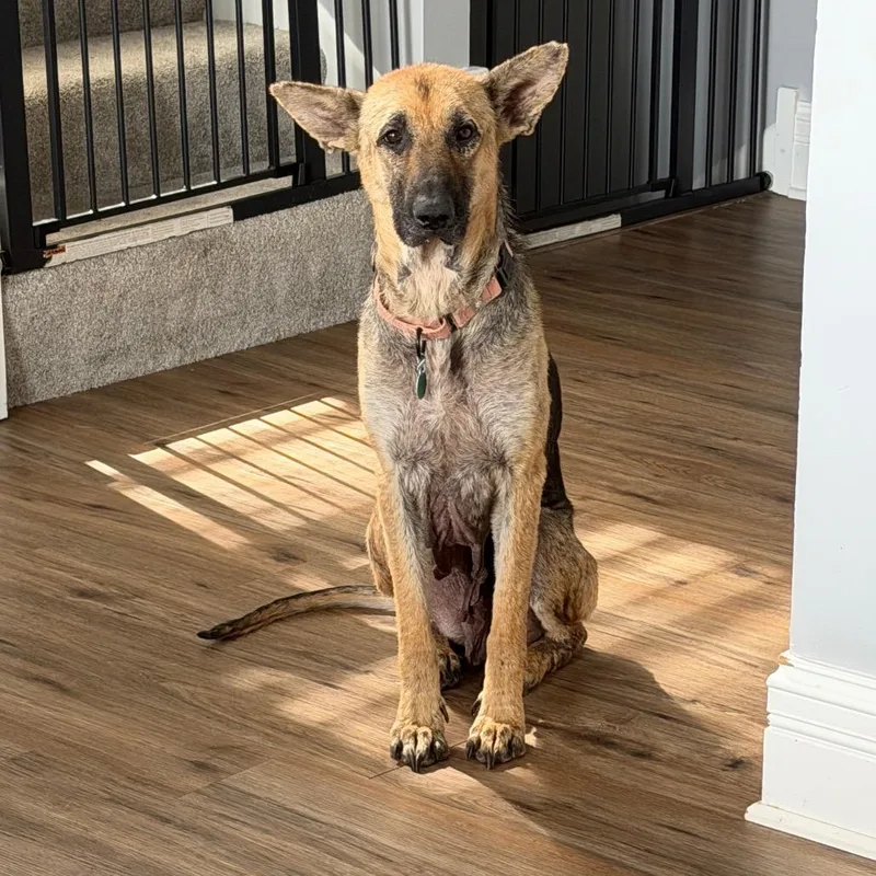 An adult large-sized female Yellow / Tan / Blond / Fawn Mixed Breed dog named Sherpa for adoption in Buffalo, MN