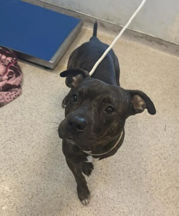 A young medium-sized male Mixed Breed dog named Coopsta for adoption in New York, NY