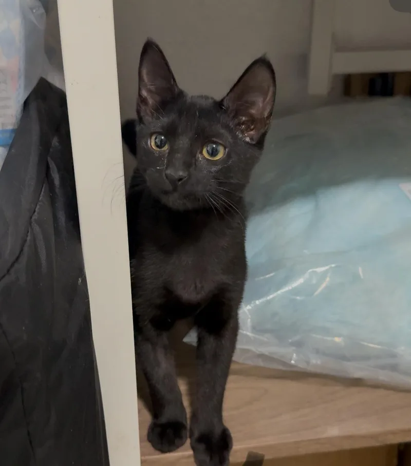 A baby small-sized female Black Bombay cat named Abra for adoption in Miami, FL