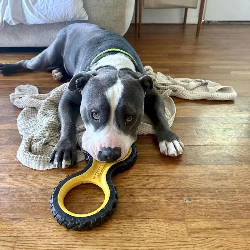 An adult medium-sized male American Staffordshire Terrier dog named Benny for adoption in San Juan Capistrano, CA