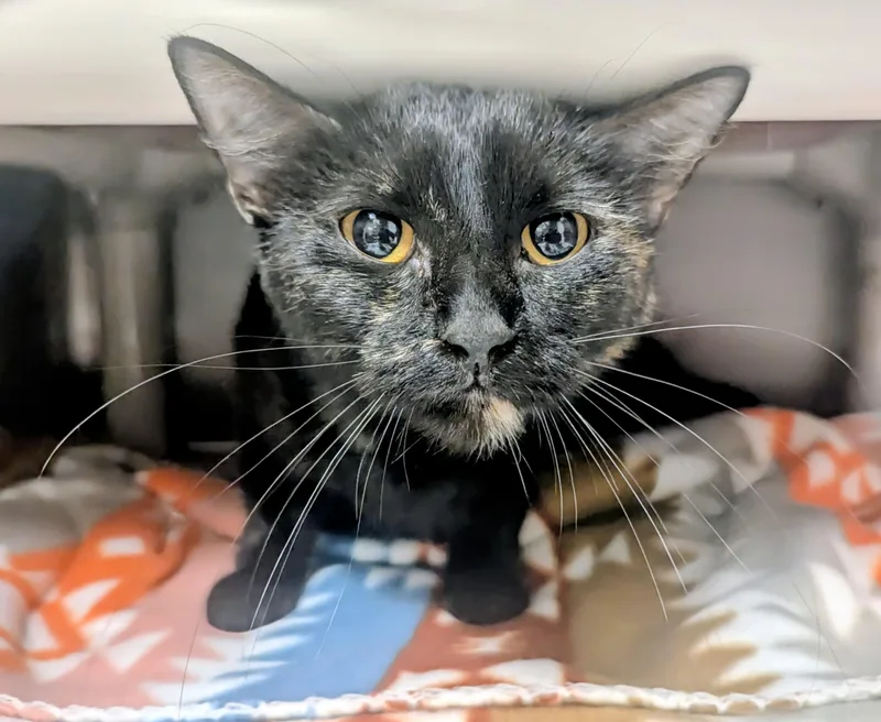 Butterfly thumbnail 2