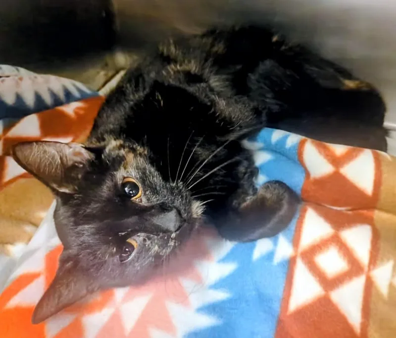 Butterfly thumbnail 3