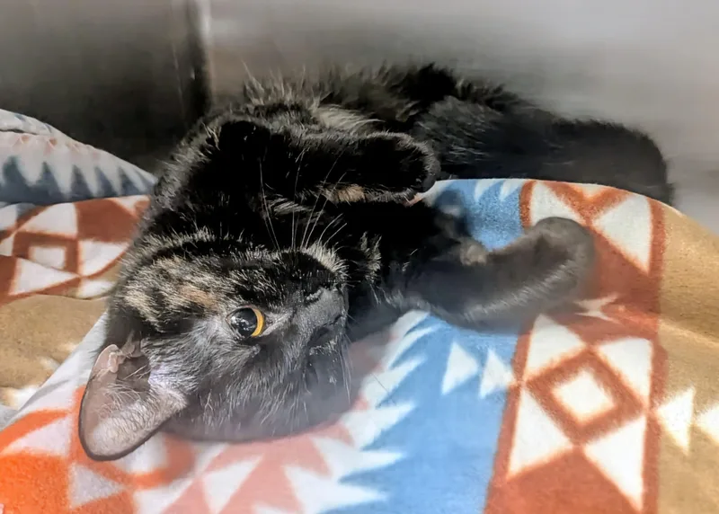 Butterfly thumbnail 4