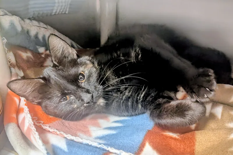 Butterfly thumbnail 5