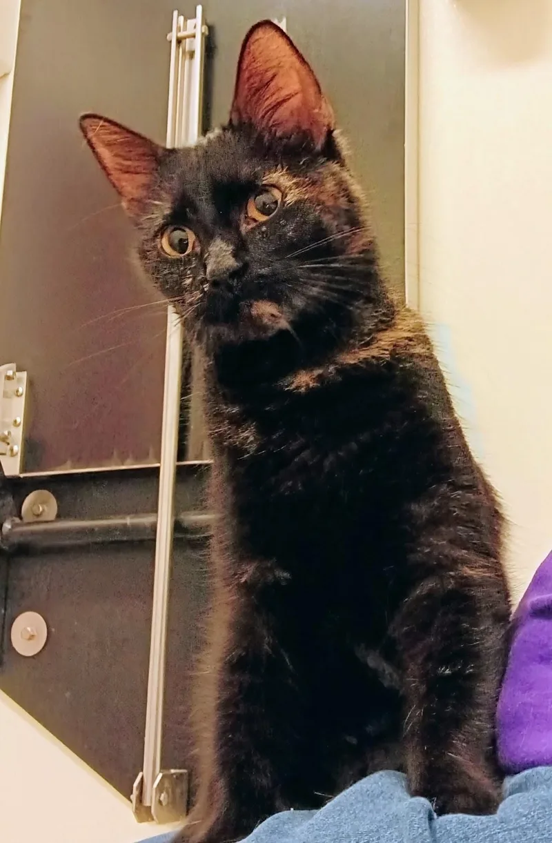 Butterfly thumbnail 6