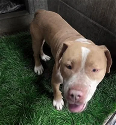 A young large-sized male Pit Bull Terrier dog named Thunder for adoption in Los Angeles, CA