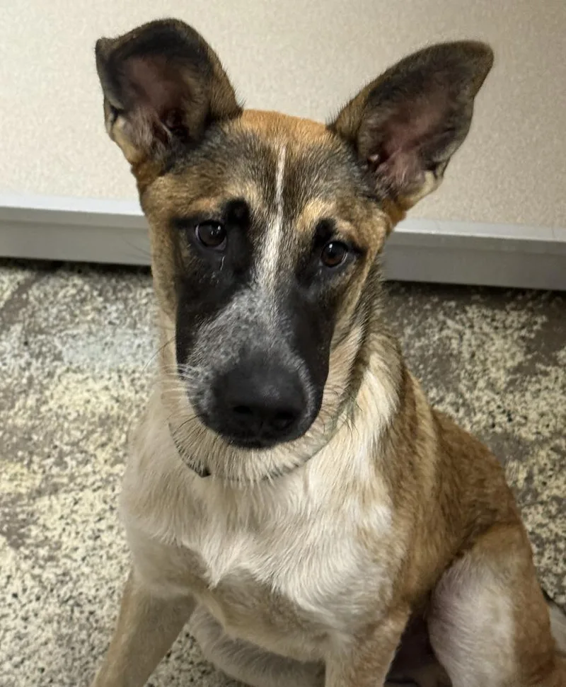 A young medium-sized male Shepherd dog named Fox Lafleur for adoption in Little Rock, AR