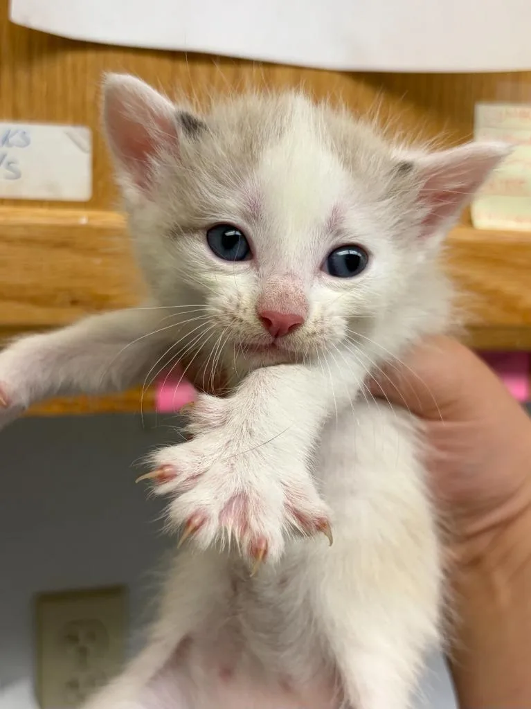 A baby small-sized male Domestic Short Hair cat named Theo for adoption in Lockhart, TX