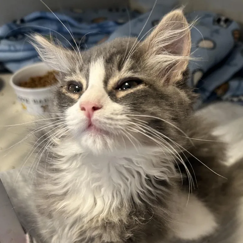 A baby small-sized male Domestic Short Hair cat named Puck for adoption in Middletown, NY