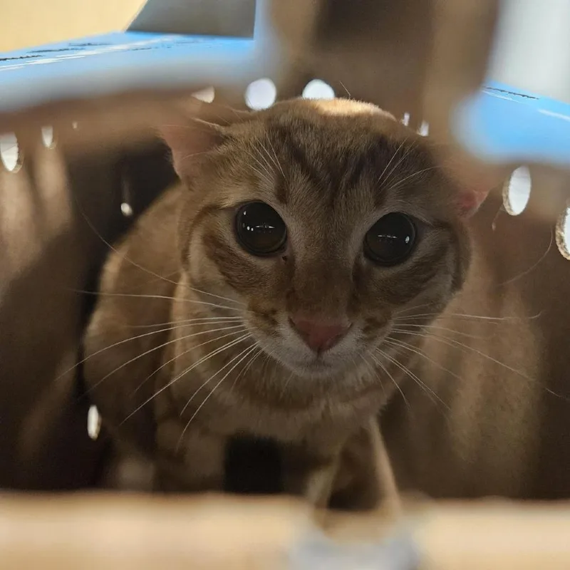 A young large-sized male Orange / Red Domestic Short Hair cat named London for adoption in Jacksonville, FL