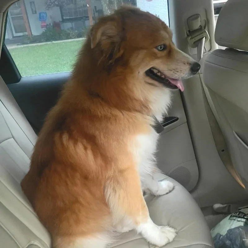 An adult medium-sized male Yellow / Tan / Blond / Fawn Mixed Breed dog named Ray for adoption in Duncan, OK