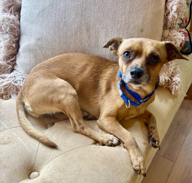 Chico
