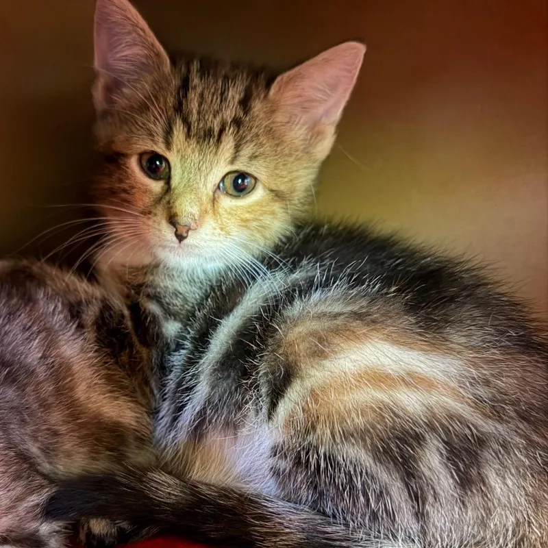 A baby small-sized female Domestic Short Hair cat named Fig for adoption in Middlebury, VT