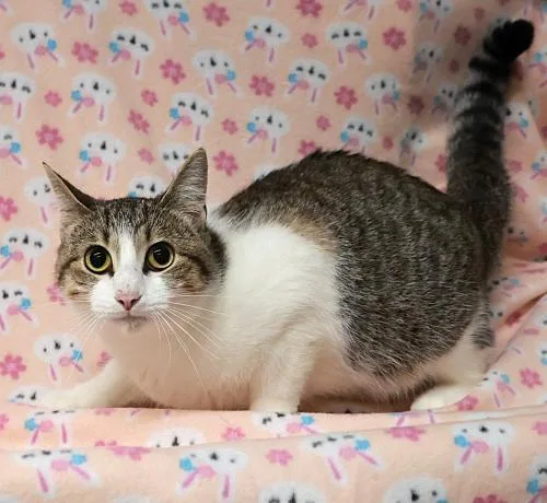 An adult medium-sized female Domestic Short Hair cat named Spot for adoption in Thief River Falls, MN