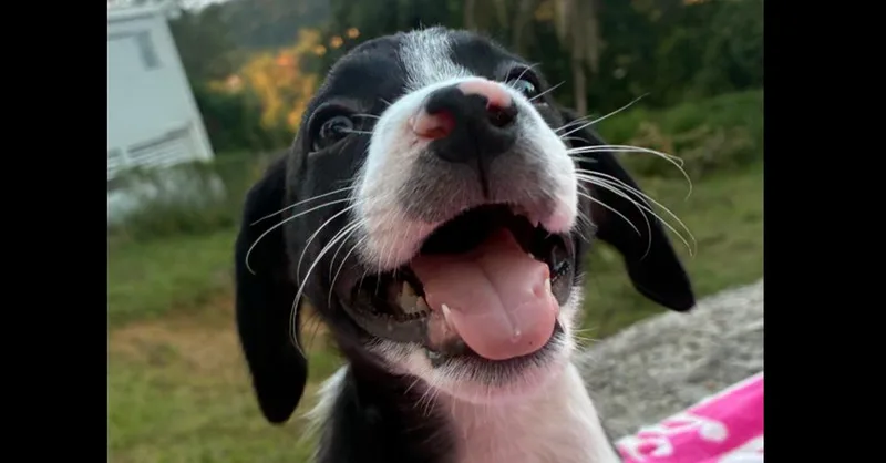 A baby small-sized male Tricolor (Brown, Black, & White) Mixed Breed dog named Rocky for adoption in Naranjito, PR