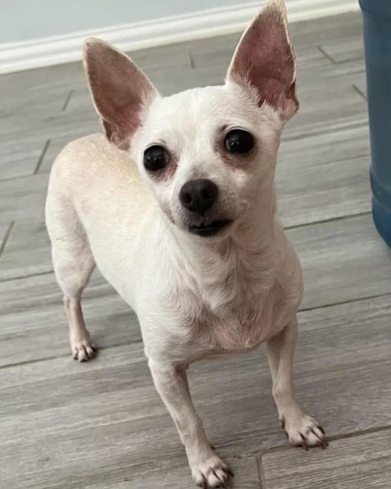 A senior small-sized female Chihuahua dog named Rubix Cube for adoption in Bryan, TX